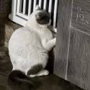猫猫喵酱