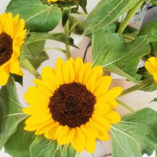 热爱生活的麦菇凉