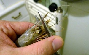油焖大虾 美食做法 第2张 油焖大虾 美食做法 第2张