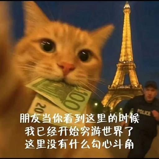 莓有烦恼的小猫