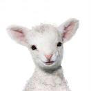 烹饪小趴菜是也