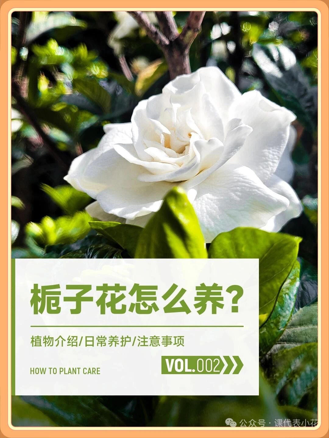 栀子花