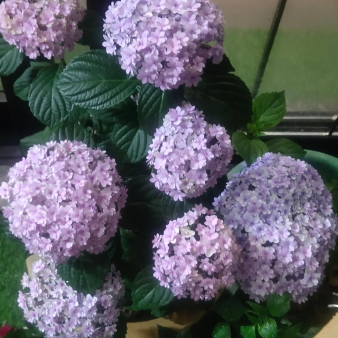余芬芳