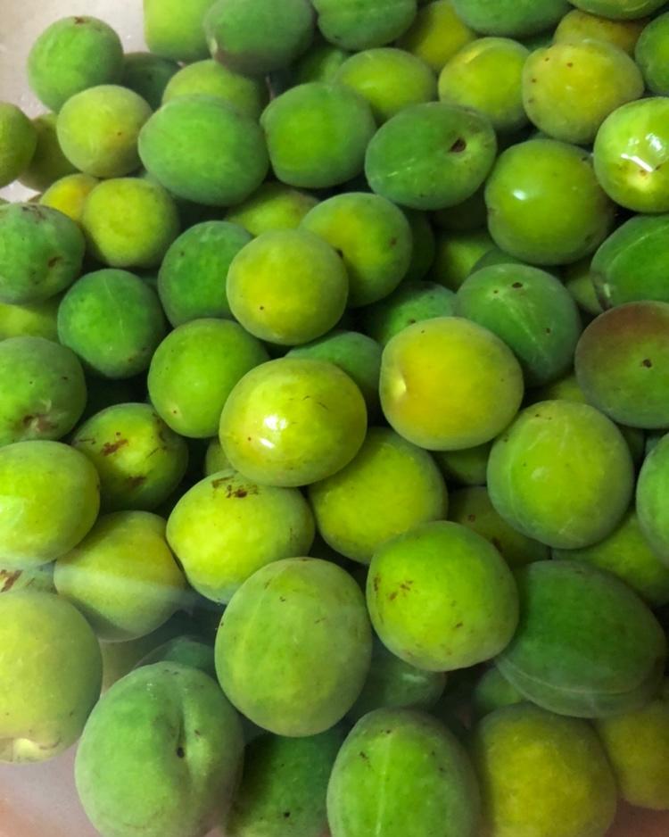 青梅酒（优的春日私酿第二話）