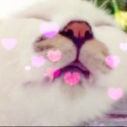 强尼师傅