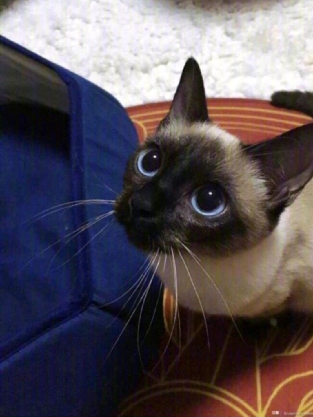 我是皮卡丘丘丘丘丘丘