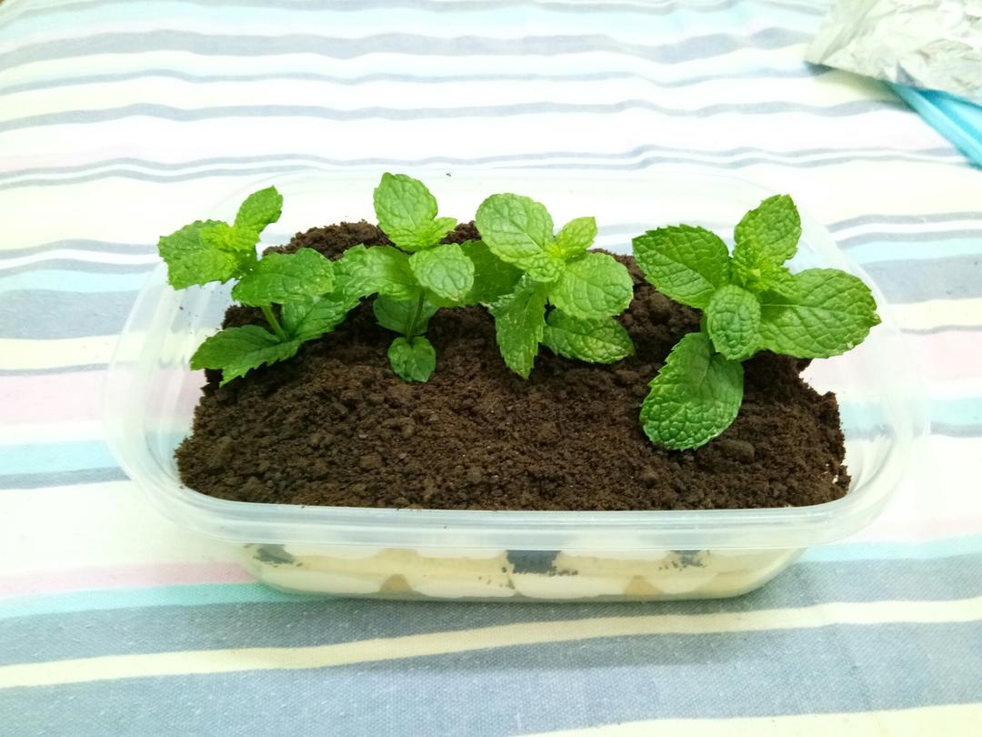 简单快手的便当饭盒水果盒子蛋糕