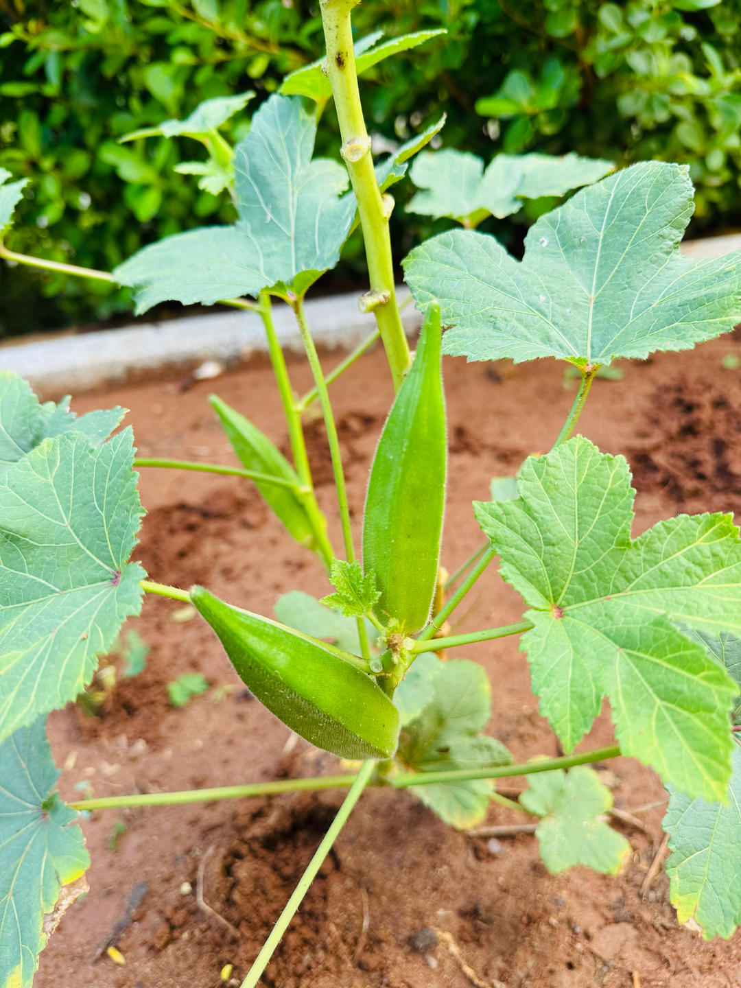 ‼️从此爱上秋葵‼️
白灼秋葵