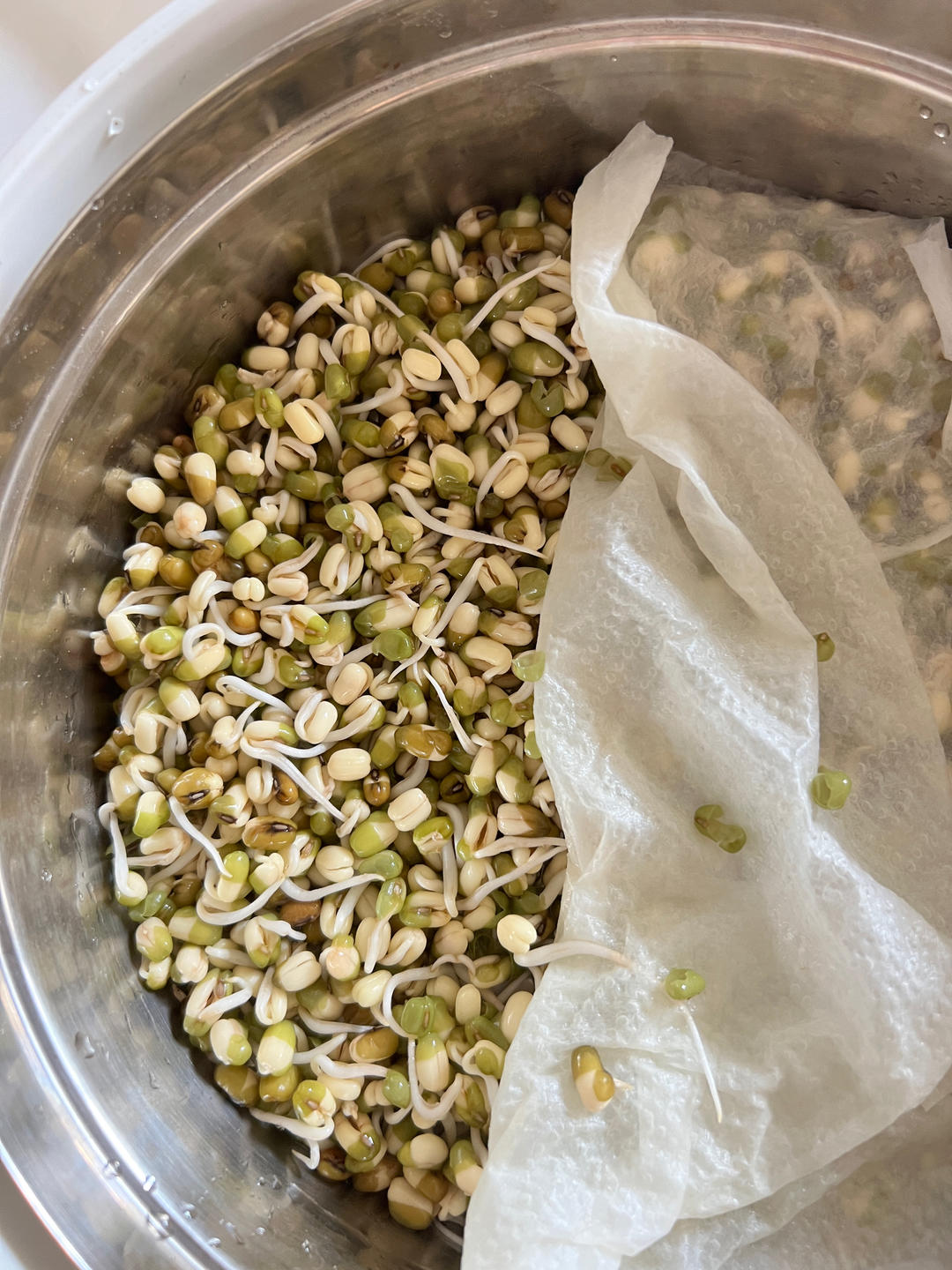 自发绿豆芽/自生豆芽/自制豆芽