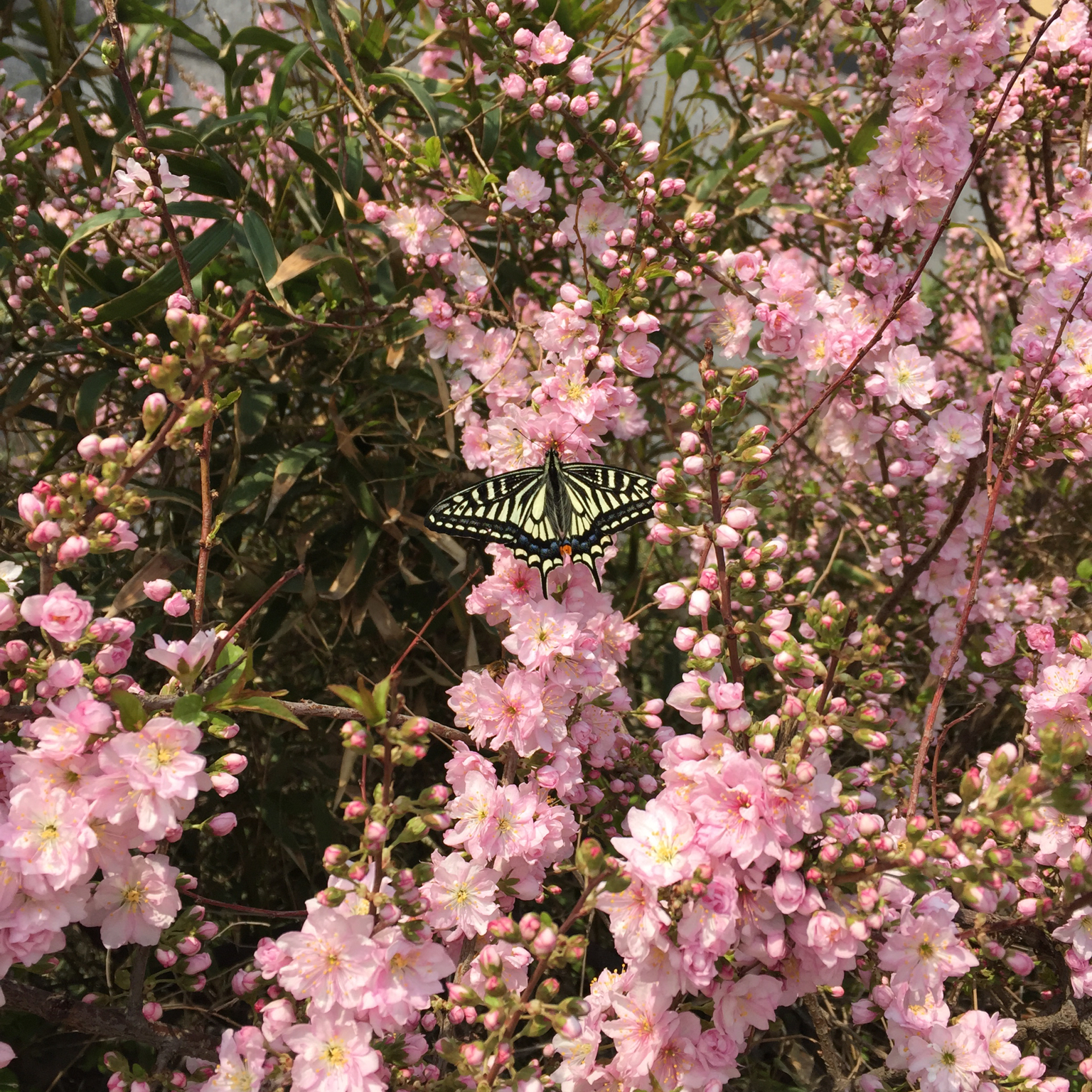 老丁的私房菜－肉臊子