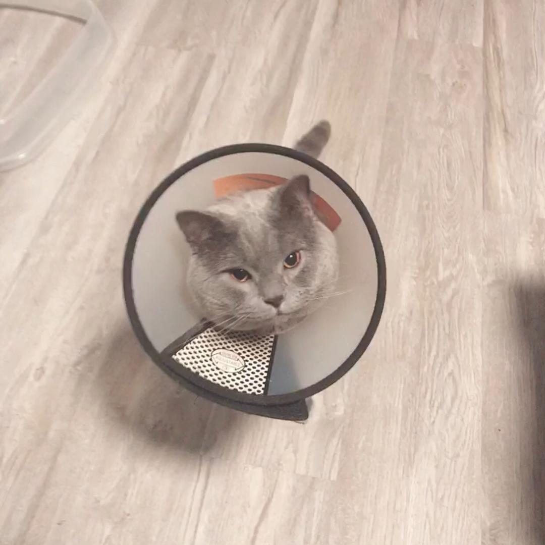 喵喵吃鱼啦_