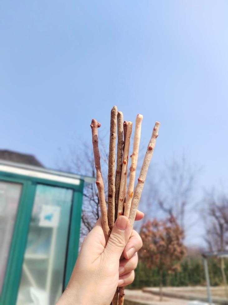 芝士脆棒（非预拌粉）