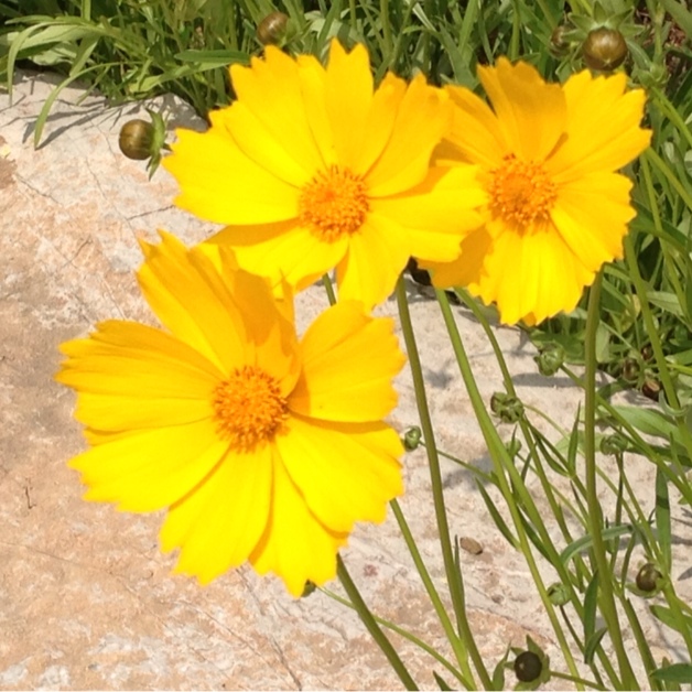 我的花园我的花