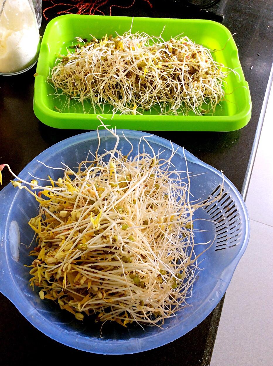 江苏晓做的自制绿豆芽