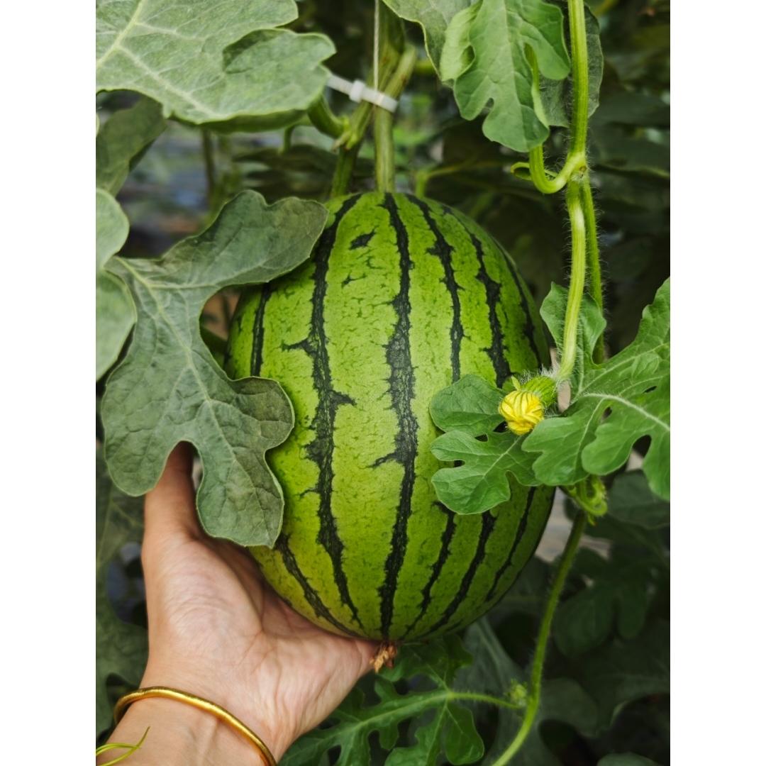 瓜果蔬菜养成记