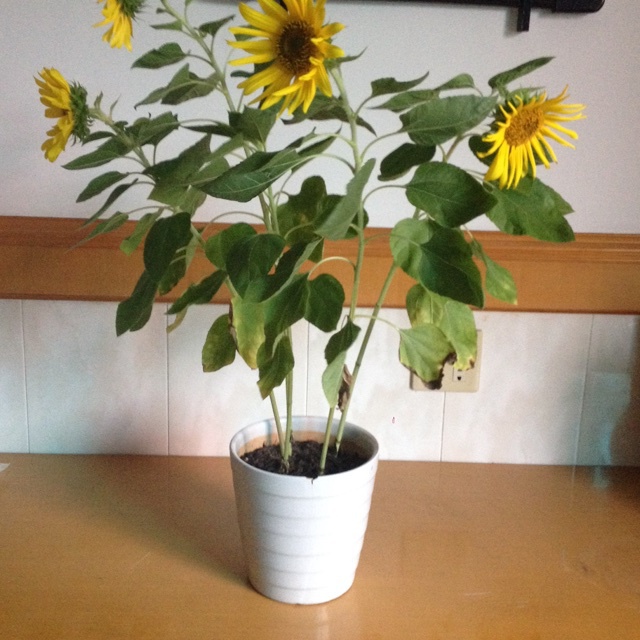 墨荷_b9c8的厨房