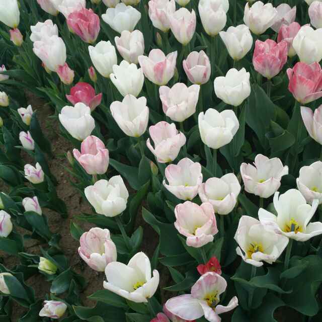 鼡霺笑演绎僅拵的骄傲_3rli