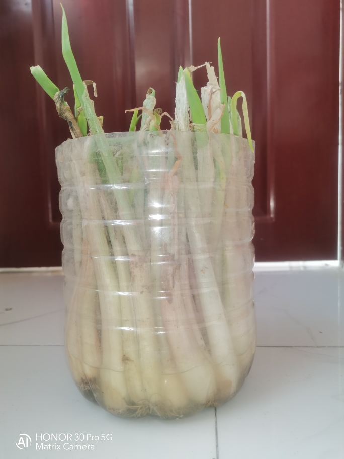 水养芽葱、花盆大葱🏄🏻葱、牙葱、大葱、的做法 步骤3