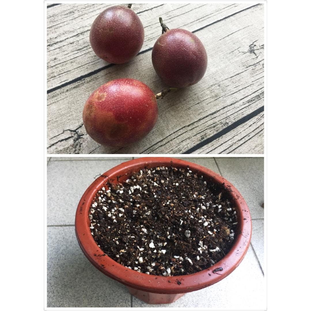 Lisa 香草種植記
