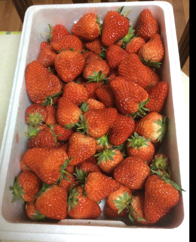 今冬第一颗草莓