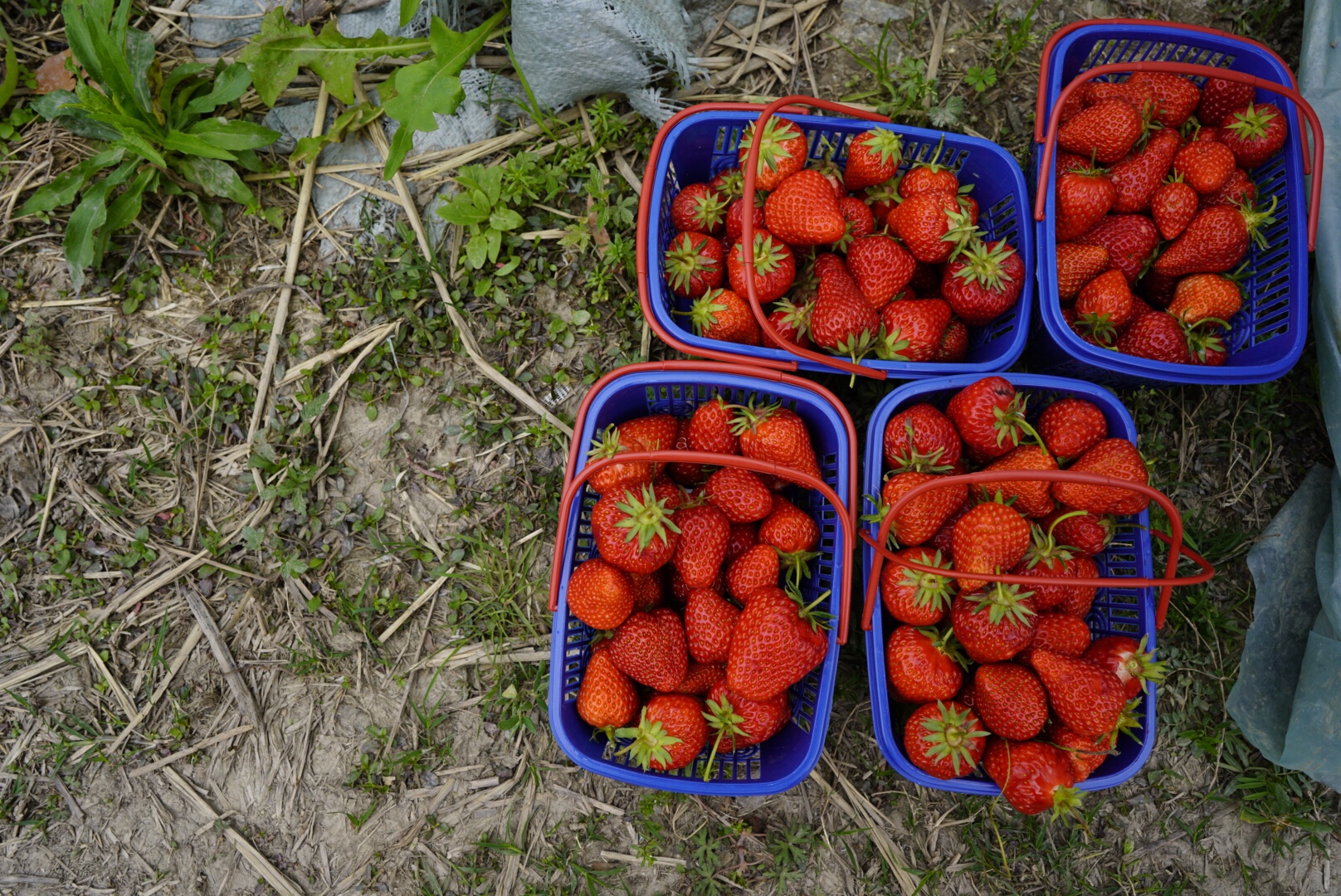 4月草莓酱的季节的做法