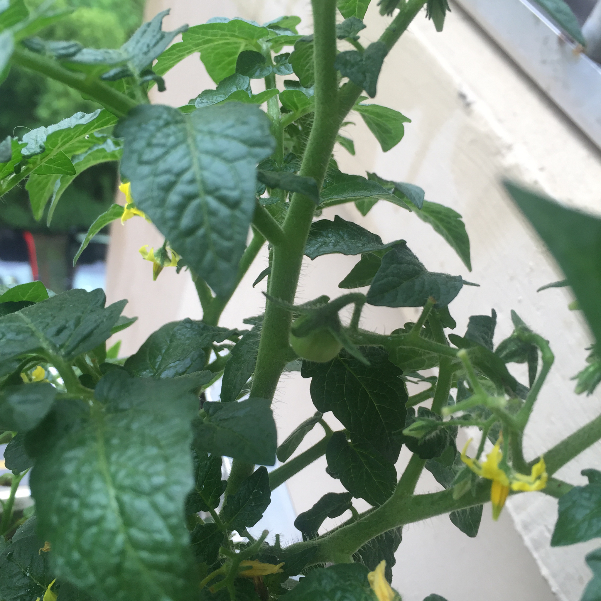 生菜（色拉用）生长记