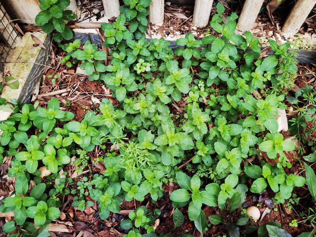 解暑清凉的薄荷茶