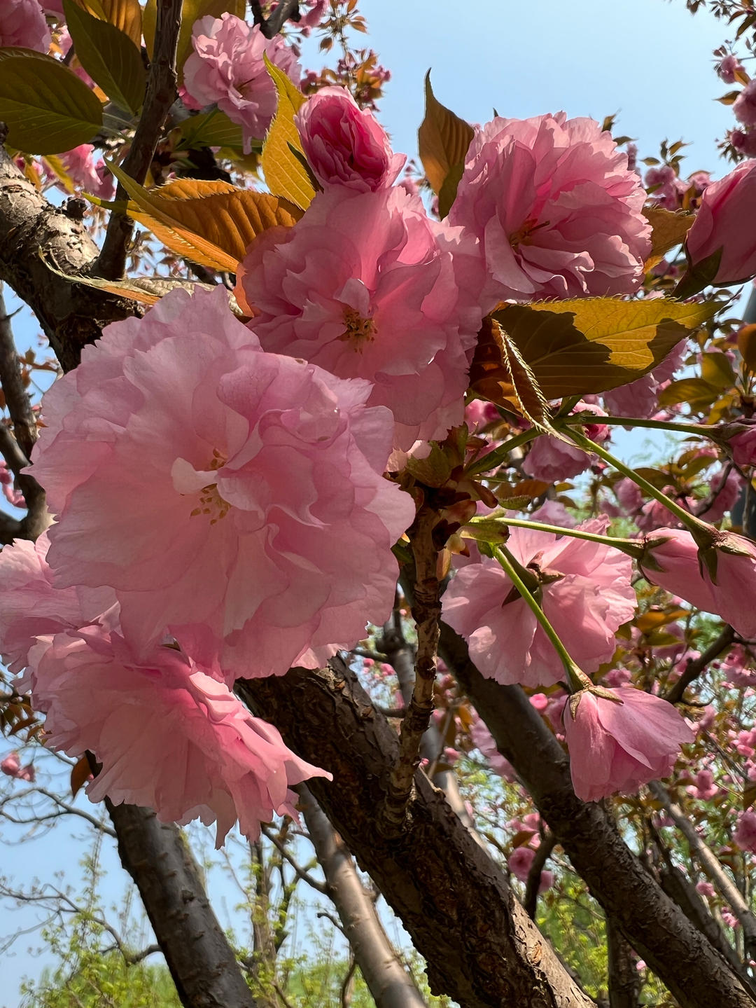 好心情笑嘻嘻
