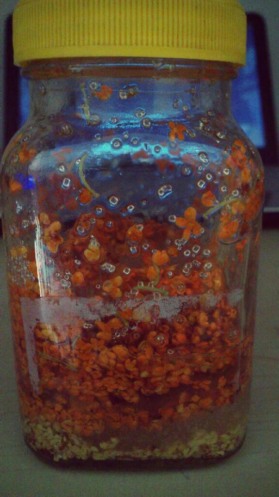 自制桂花蜜