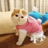 快乐多多的小猪