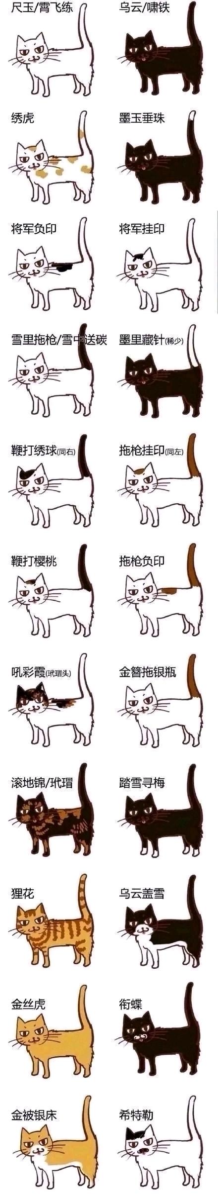 沙姜粉炒鸡（2人份）