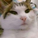 大沼的喀喀蓖麻