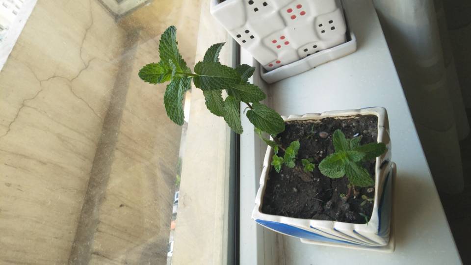 薄荷种植手册，如何把你的薄荷养到爆盆