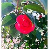 赤豆棒冰与潇湘妃子