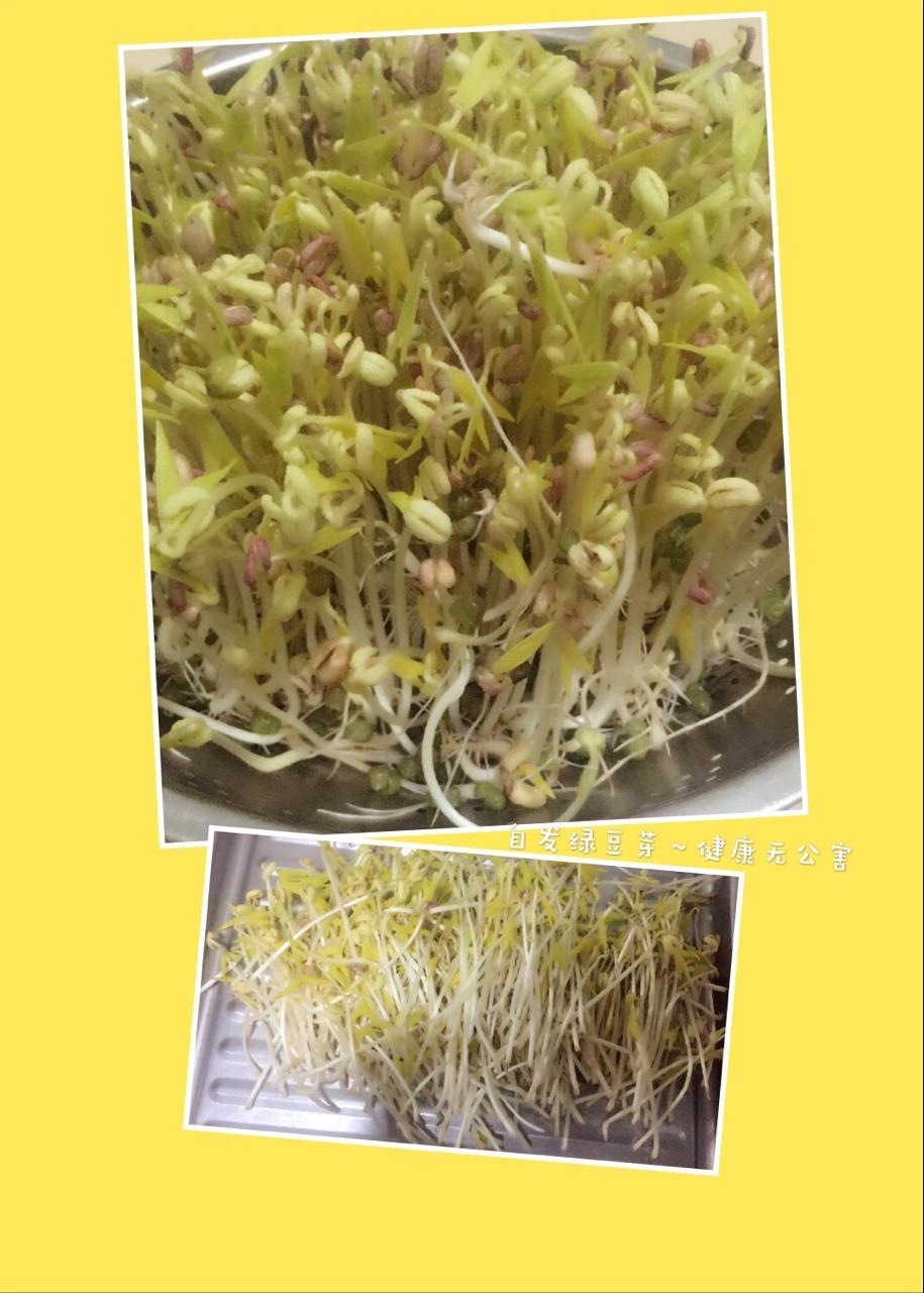 自制豆芽