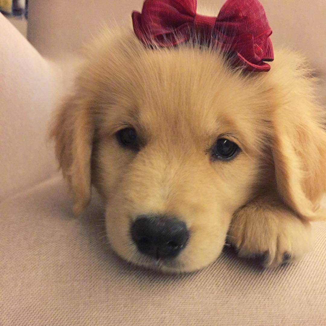 美杉是个小少女啦
