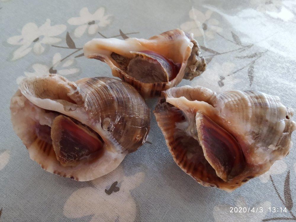水煮海螺（附海螺的挑选方法）