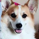 爱toby