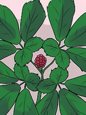小宝玫瑰生活