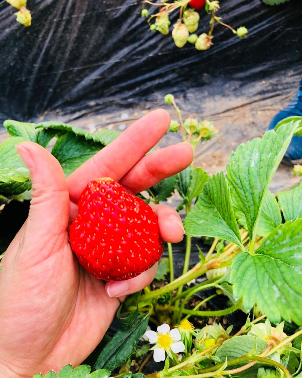 消耗淡奶油:仿乳酪蛋糕  〖6寸  超详细哦~〗