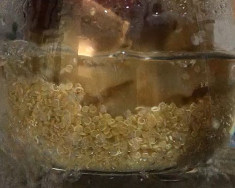 藜麦炖鱼胶的做法