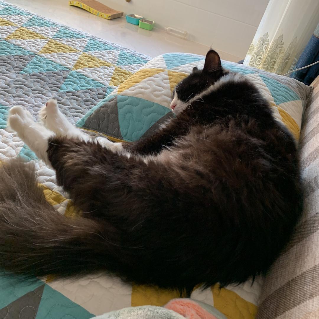 没有枕头不睡觉的沾不着