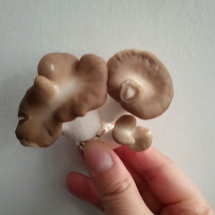 蚝油蘑菇
