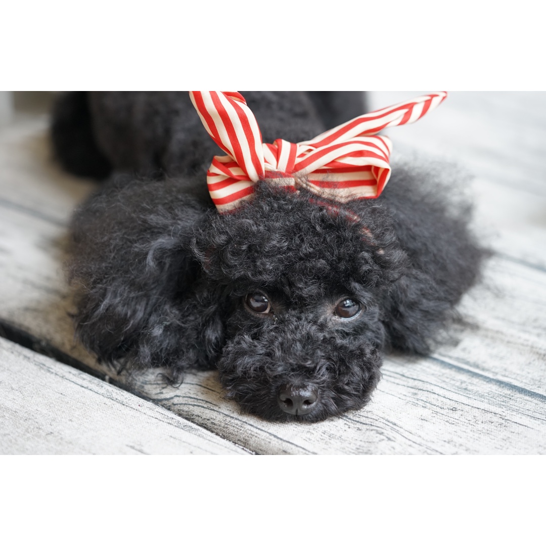 相机吃的菜哦(◍•ᴗ•◍)