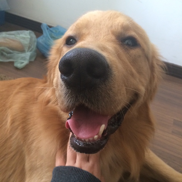 狗狗鲜食——色彩的密码