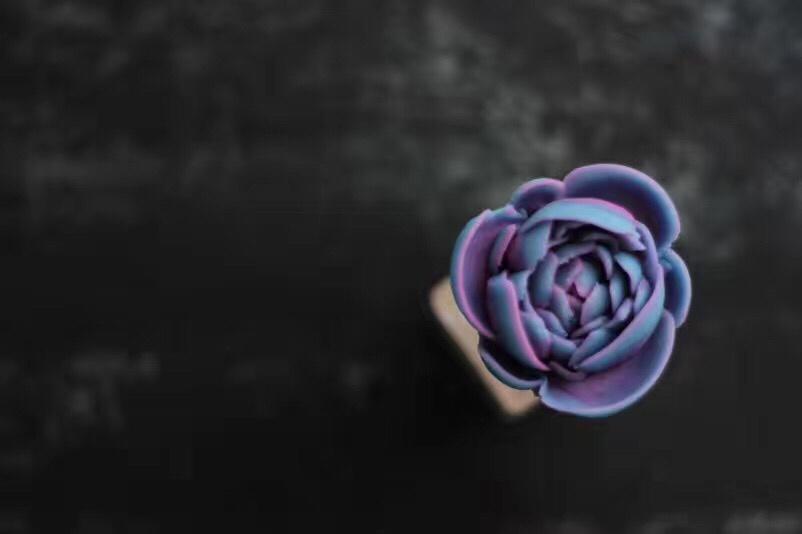 豆沙裱花练习（极简）