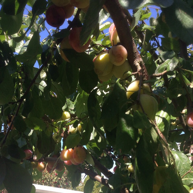 午餐•2014年8月26日