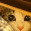 Shi_Y