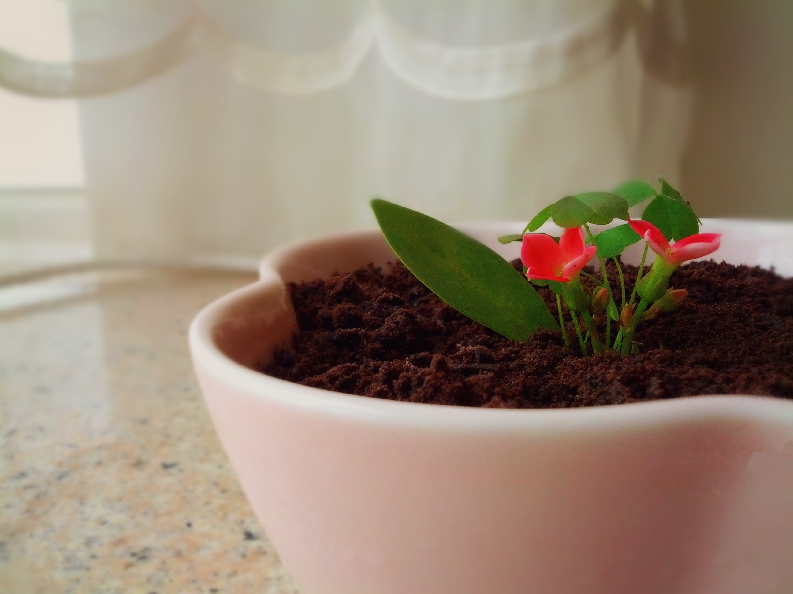 酸奶盆栽/继续延续小清新风/治愈系甜品