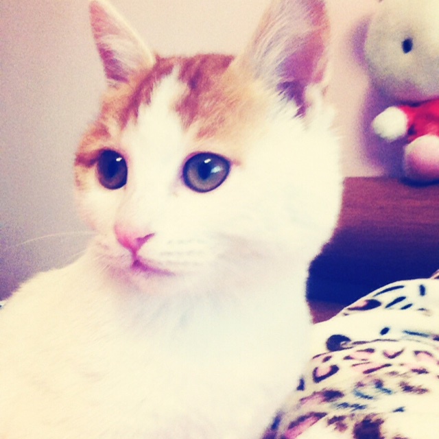 一些七七八八的东西乱入咯